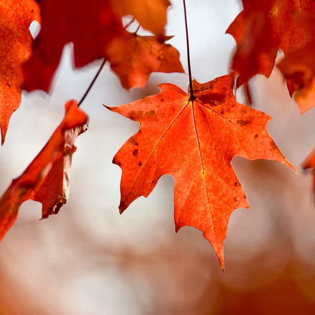 Fall